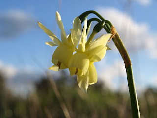 Narciso (Narcissus triandrus)
