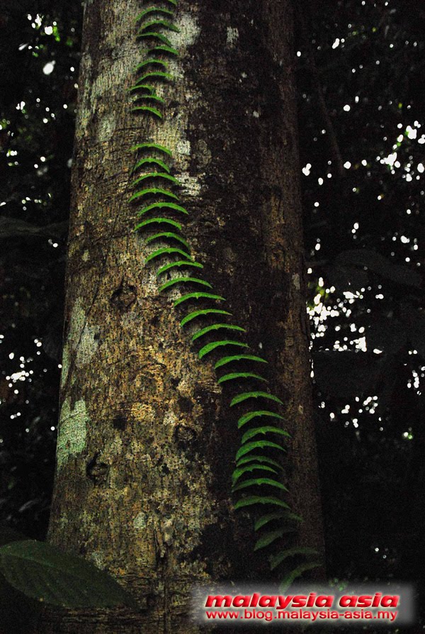 Sabah Rainforest Discovery Centre Flora