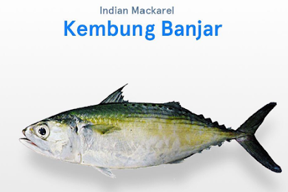 Mengenal Lebih Dekat Kembung Banjar atau Indian Mackerel