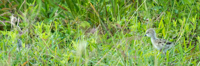 Black-necked Stilt Babies, Anahuac National Wildlife Refuge