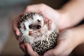 Igel