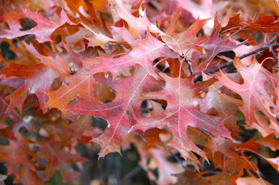 oak leaves in October