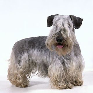 Anjing Cesky Terrier 1