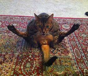 Funny cats - part 84 (40 pics + 10 gifs), cat sits in weird position