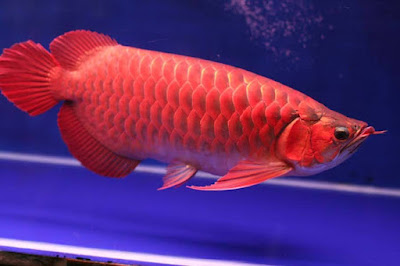 Penampilan Ikan Arwana Super Cantik