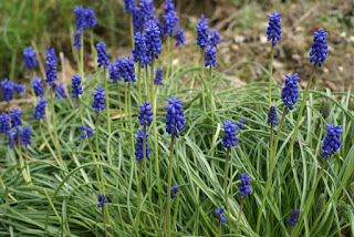 Muscari à grappe - Muscari neglectum