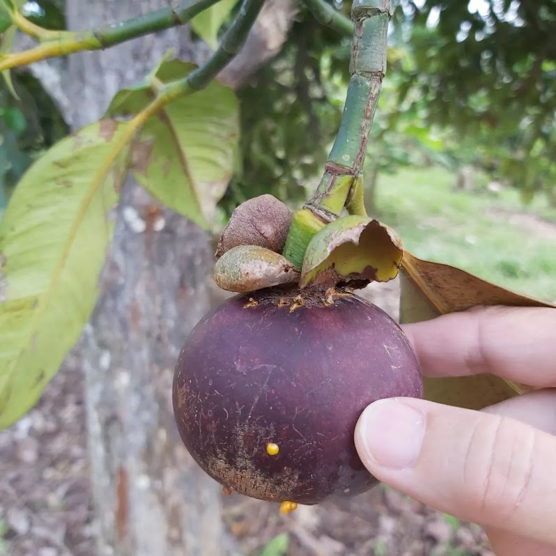 jual bibit pohon manggis okulasi unggulan jawa barat Sulawesi Selatan