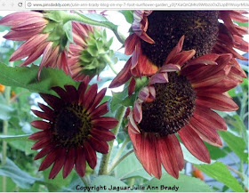 JaguarJulie Ann Brady COPYRIGHTED Autumn Beauty Sunflower