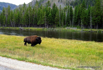 Roadside Bison