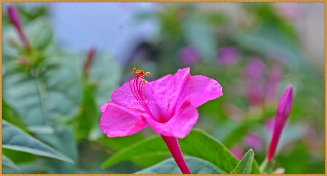 Pink Flower, Pink Beauty, Flower,