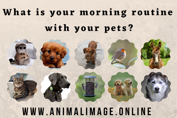 What is your morning routine with your pets?