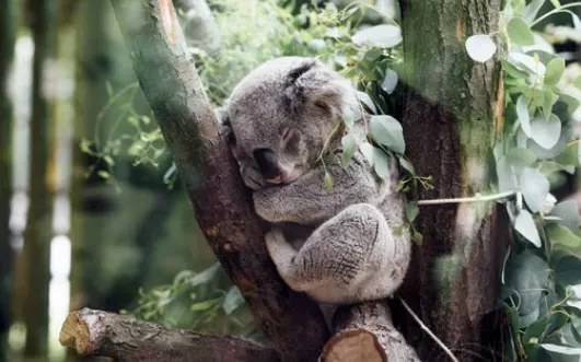 Eucalyptus leaves