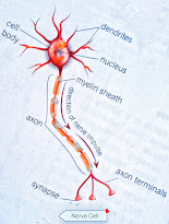 Structure of nerve or neuron