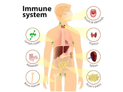 boosting immune system