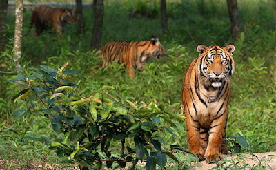 Sundarban tour package