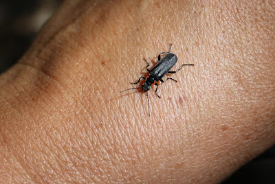 Zwartpootsoldaatje - - Cantharis fusca