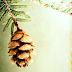 GET READY FOR CHRISTMAS:  MEET THE HUMBLE PINECONE