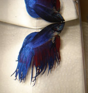 crowntail betta