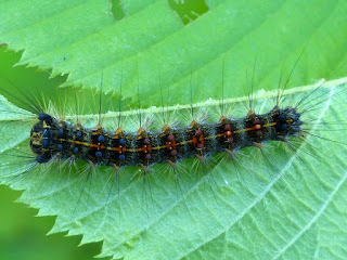 Chenille du Bombyx disparate - Lymantria dispar - La Spongieuse - Le Zigzag