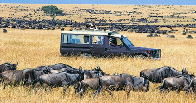 Tanzania safari tours