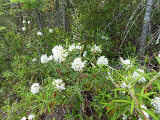 Thé du Labrador - Lédon du Groenland - Rhododendron groenlandicum - Ledum groenlandicum