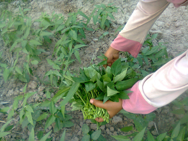 Kegiatan Pemanenan Kacang Tunggak