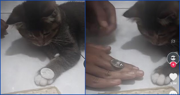 Video Kucing Bermain Koin dengan Pemiliknya, Bikin Gemas