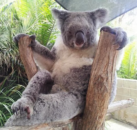 Funny animals of the week - 22 November 2013 (35 pics), koala funny pose