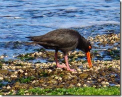 Sooty Oystercatcher