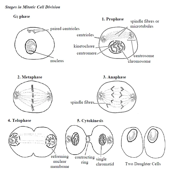 Illustrated digram of Meiotic Cell Division