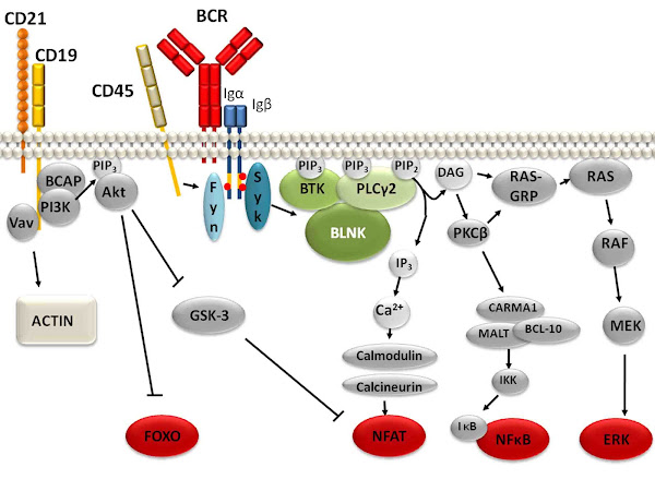 Imagen 457A | Representación esquemática de las vías de señalización del receptor de células B. La agregación de BCR activa rápidamente las quinasas de la familia SRC, incluidas BLK, LYN y FYN y las tirosina quinasas SYK y BTK. Como tal, el método cataliza la formación de un 'signalosoma' que consiste en las tirosina quinasas mencionadas anteriormente, las BCR y las proteínas adaptadoras, como lo muestran, BLNK y CD19, además como moléculas de señalización, ilustradas por P13K, PLCy2 y VAV. | Altaileopard / Attribution-Share Alike 3.0 Unported | Page URL : (https://commons.wikimedia.org/wiki/File:B_cell_signalling.png) de Wikimedia Commons