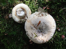 mleczaj biel (Lactarius piperatus