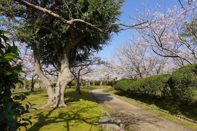 鳥取県米子市西町　港山公園　満開のソメイヨシノ桜の風景