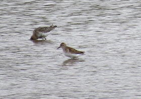 Least Sandpiper - Lodmoor RSPB, Dorset