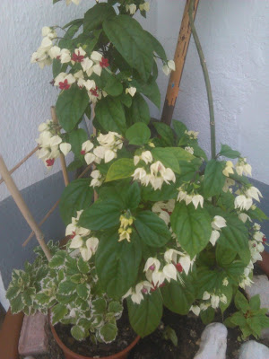 Clerodendrum thomsoniae