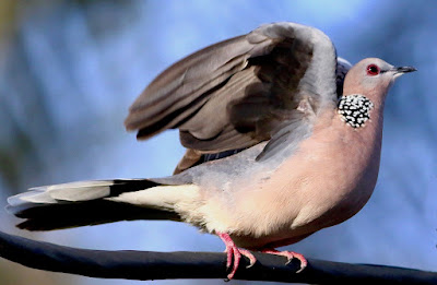 "Spotted Dove - Streptopelia chinensis sitting on a cable stretching."