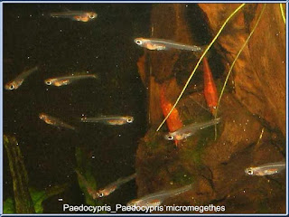 Paedocypris (Paedocypris micromegethes)