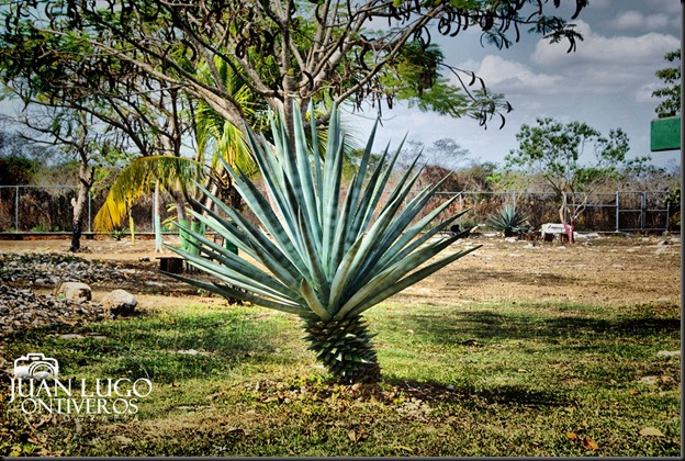 DSC03570 HDR
