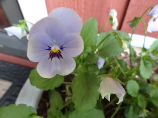 Violas