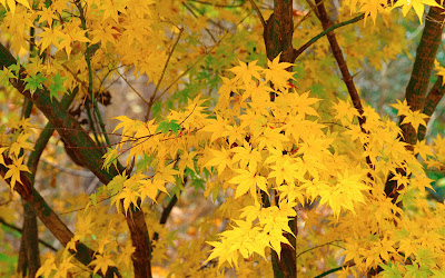 nature yellow leaves tree wallpaper