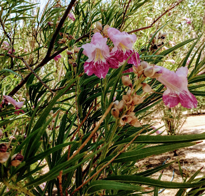 close up of desert willow blooms