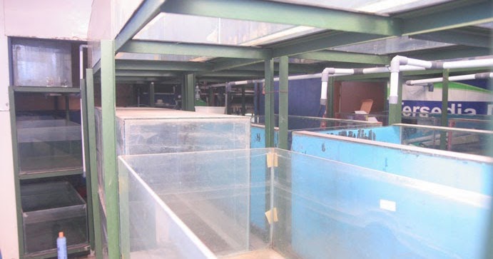 550 Koleksi Jual Aquarium Cupang Bekas Bandung Gratis