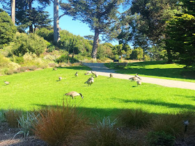 Visite du jardin botanique de San Francisco