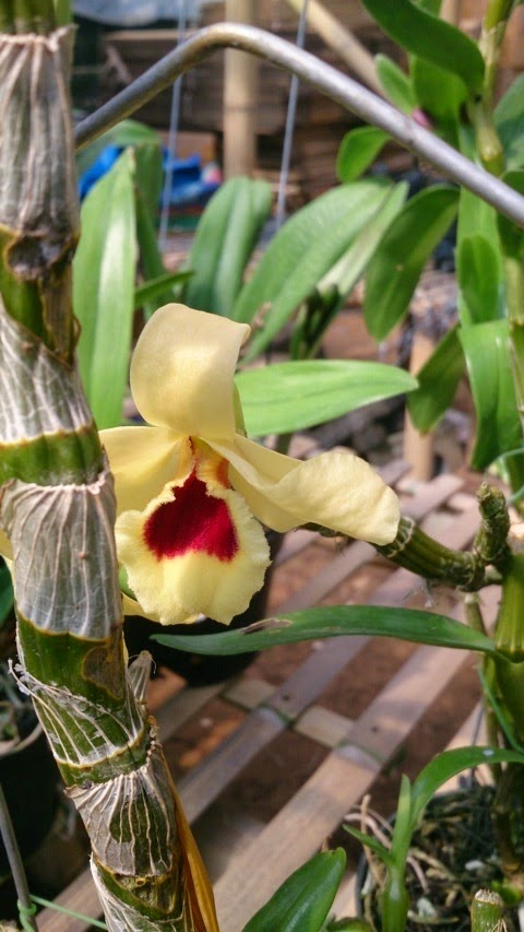 CENTRA ANGGREK Dendrobium Nobile