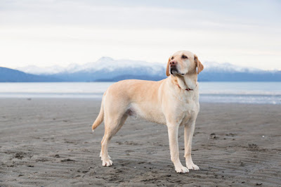 labrador-retriever_associazione_mammagatta