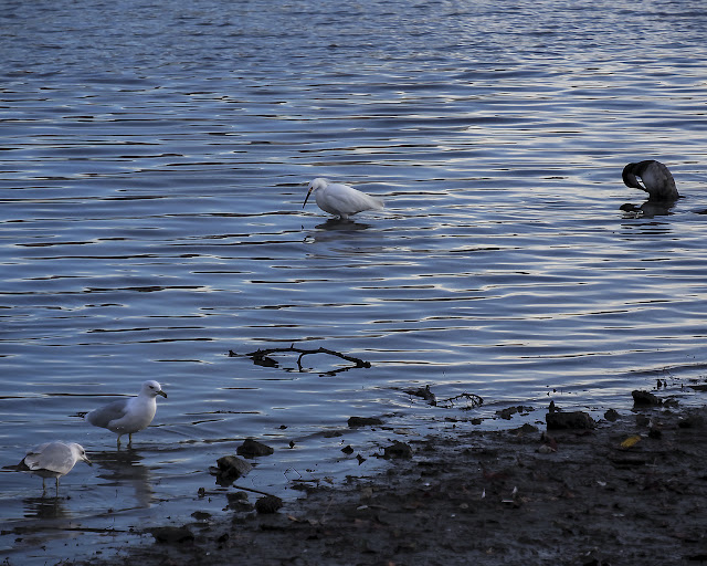 Lake Merritt, Oakland, California, Bird, birder, birdwatching, nature, photography, nature photography, Egret, Cormorants, ducks