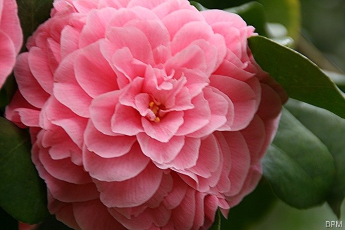camelliaA