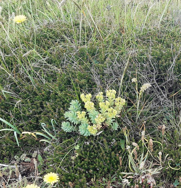 Euphorbia