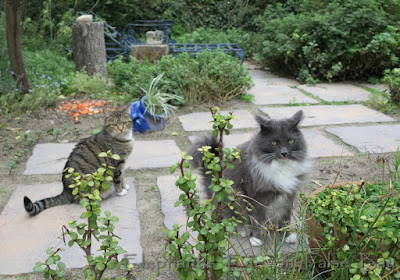 Cats in our garden