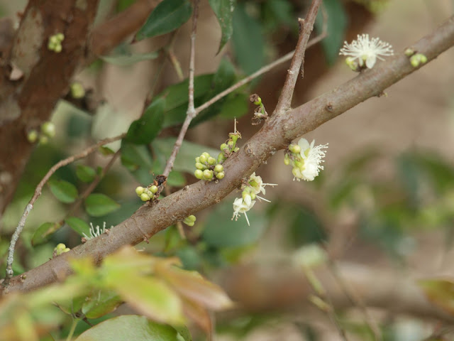 樹葡萄（嘉實果）花苞與開花